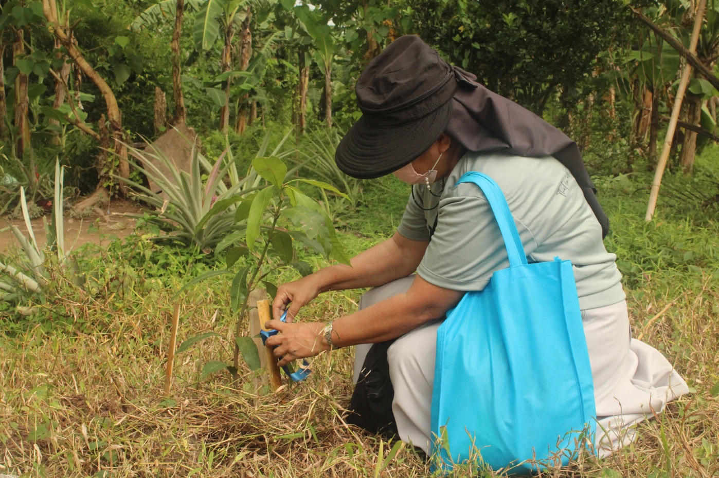 Tree Planting